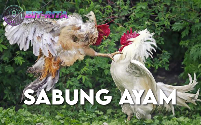 Sabung Ayam